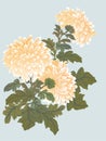 Yellow chrysanthemum illustration Royalty Free Stock Photo