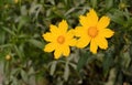 Yellow Chrysanthemum INDICUM