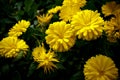 Yellow Chrysanthemum int the feild