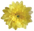 Yellow chrysanthemum isolated on white background