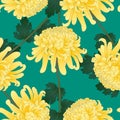 Yellow Chrysanthemum, Kiku Japanese Flower on Green Teal Background. Vector Illustration Royalty Free Stock Photo