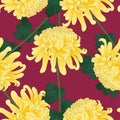 Yellow Chrysanthemum, Kiku Japanese Flower on Violet Background. Vector Illustration