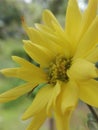 Yellow Chrysanthemum krisan