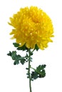Yellow chrysanthemum Royalty Free Stock Photo