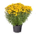 Yellow chrysanthemum multiflora flowers Royalty Free Stock Photo