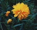 Yellow Chrysanthemum