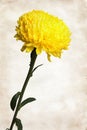 Yellow chrysanthemum on paper Royalty Free Stock Photo