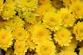 Yellow chrysanthemum