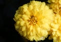 Yellow Chrysanthemum with water drops in close up. Background for All Saints Day. Deepest sympathy card.