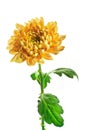 Yellow chrysanthemum on white background Royalty Free Stock Photo