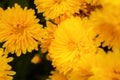 Yellow chrysanthemums bloom close-up in the garden. Background of autumn flowers in bright sunlight Royalty Free Stock Photo