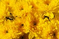 Yellow chrysanthemums bloom close-up in the garden. Mother`s Day Concept Royalty Free Stock Photo