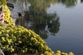 Yellow chrysanthemums blooming by the water