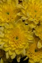 Yellow chrysanthemums on a blurry background close-up. Beautiful bright chrysanthemums bloom in autumn in the garden. Royalty Free Stock Photo