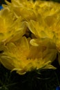 Yellow chrysanthemums on a blurry background close-up. Beautiful bright chrysanthemums bloom in autumn in the garden. Royalty Free Stock Photo