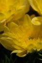 Yellow chrysanthemums on a blurry background close-up. Beautiful bright chrysanthemums bloom in autumn in the garden. Royalty Free Stock Photo