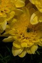Yellow chrysanthemums on a blurry background close-up. Beautiful bright chrysanthemums bloom in autumn in the garden. Royalty Free Stock Photo