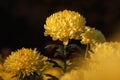 Yellow chrysanthemums on a blurry background close-up. Beautiful bright chrysanthemums bloom in autumn in the garden. Royalty Free Stock Photo