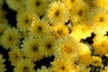 Yellow chrysanthemums in the garden. Yellow flowers background image, closeup Royalty Free Stock Photo