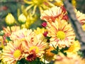 Beautiful and elegant Chrysanthemum