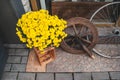 Yellow chrysanthemums in pot and old wheels. Potted chrysanths on crate, metal bicycle and wooden cart wheel on city street Royalty Free Stock Photo