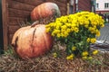 Yellow chrysanthemums in pot, orange pumpkins on city street. Halloween decorating with potted mums and gourds, vintage style