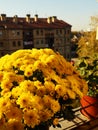 Yellow chrysanthemums, pots of geraniums and celery on the windowsill outside the window. Growing flowers on the balcony Royalty Free Stock Photo