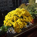 Yellow chrysanthemums, pots of geraniums and celery on the windowsill outside the window. Growing flowers on the balcony Royalty Free Stock Photo