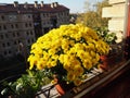 Yellow chrysanthemums, pots of geraniums and celery on the windowsill outside the window. Growing flowers on the balcony Royalty Free Stock Photo