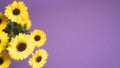 Yellow chrysanthemums on a purple background for greeting cards. Mums flowers as background with text space for postcard