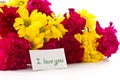 Yellow chrysanthemums and red carnations Royalty Free Stock Photo