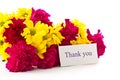 Yellow chrysanthemums and red carnations Royalty Free Stock Photo