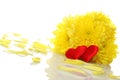 Yellow chrysanthemums with two red hearts Royalty Free Stock Photo