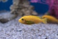 Yellow cichlid, aquarium fish close-up. Side view Royalty Free Stock Photo