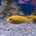 Yellow cichlid, aquarium fish close-up. Side view Royalty Free Stock Photo