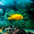 Yellow Cichlid Fish in Aquarium Royalty Free Stock Photo