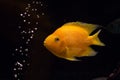Yellow cichlid fish in aquarium Royalty Free Stock Photo