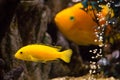 Yellow cichlid fish in aquarium Royalty Free Stock Photo