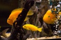 Yellow cichlid fish in aquarium Royalty Free Stock Photo