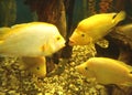 Yellow cichlid