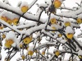 Yellow cider apples snow-covered in late November in detailed view