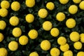 Yellow Circle Flowers Royalty Free Stock Photo