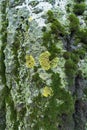Yellow circles of Xanthoria parietina lichen on bark of white poplar