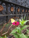 Yellow citrus butterfly closeup sitting on a pink zinnia elegans blossom with a brown steel fence in the background Royalty Free Stock Photo