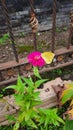 Yellow citrus butterfly closeup sitting on a pink zinnia elegans blossom with a brown steel fence in the background Royalty Free Stock Photo