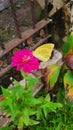 Yellow citrus butterfly closeup sitting on a pink zinnia elegans blossom with a brown steel fence in the background Royalty Free Stock Photo
