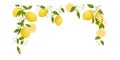 Yellow citrus fruit frame. Lemon, leaves and flowers. Tropical clip art illustration. Green background.