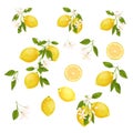 Yellow citrus fruit set. Lemon, leaves and flowers. Tropical clip art illustration. Green background.