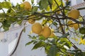 Yellow citrus lemon fruit and green leaves in the garden in clear weather. Citrus lemon growing on a tree branch, close Royalty Free Stock Photo