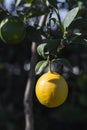 Yellow citrus lemon fruit and green leaves in garden. Citrus Limon grows on a tree branch, close up. Decorative citrus lemon house Royalty Free Stock Photo